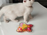 Exotic shorthair dişi yavrumuz Trakya geneli sahiplendirme