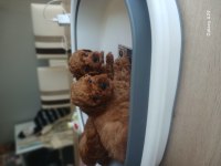 Toy poodle yavruları