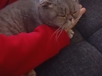Çok tatlı uygun puana dişi scottish fold