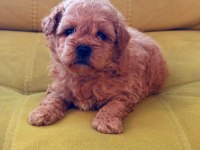 Toy poodle köpeği