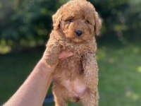 Toy Poodle Yavrularım