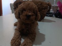 Toy poodle 55 günlük