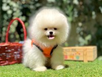 Boo Pomeranian Peluş Ayıcık Tip Yavrularımız