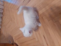 Kar Beyaz British Longhair