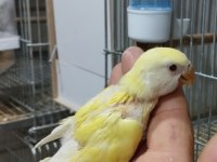 Ele alışkın bebek papağanlar