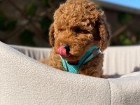 Evinizin Yeni Neşesi Poodle Burada