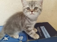 SAHİPLENDİRİLMEK ÜZERE 5 ADET YAVRUMUZ MEVCUT.