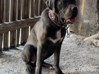 CANE CORSO BLUE ERKEK ORJİNAL EĞİTİMLİ