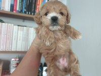 Maltipoo yavru köpekler