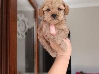 Toy poodle yavrularımız