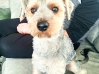 Yorkshire terrier çiftleştirmek