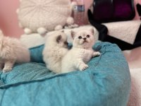 KOCA KAFA KEDİLERİMİZ ORJINAL SAFKAN BEBEKLER