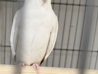 Albino Sultan Papağanımız