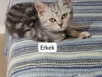 Çok uygun şartlarda british shorthair sahiplendirilecekler