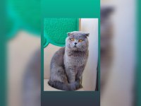 EV KEDİSİ SCOTTİSH FOLD