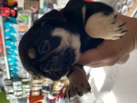 Egzotic Pug