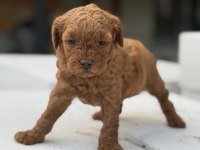 Kore Kan Toypoodle