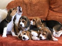Mükemmel Beagle Yavrularımız