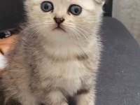 Mükemmel Scottish Fold Bebeklerim