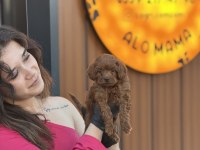Elit poodle bebekler