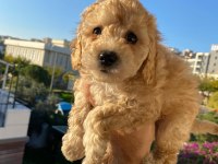Toy poodle yavru köpekler