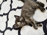 Ücretsiz sahiplendirme british shorthair