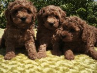 Müthiş Kalite Poodle Yavrularımız