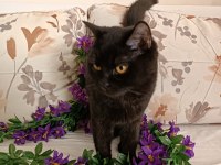 Kehribar göz siyah dişi british shorthair