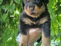 Big rottweiler yavrular