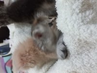 Chinchilla bebeklerimiz evlerini arıyor