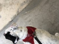 1 yasında french bulldog kızıma yavru arıyoruz