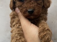 Red Toy Poodle