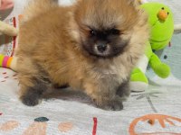 Pomeranian boo nadir güzellikte