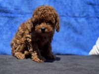 Ankaranın En Özel Redbrown Toy Poodle Yavruları
