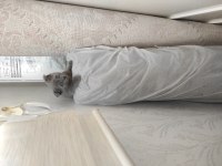 Blue Scottish Fold Yavrular