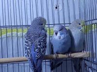 ELE KOLA ALIŞIK YAVRU SHOW JUMBO MUHABBET KUŞLAR