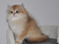 2.5 AYLIK GOLDEN BRİTİSH LONGHAİR ERKEK YAVRU