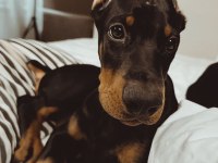 İsteğe Özel Estetik Eğitim Bakım Destetikli Doberman