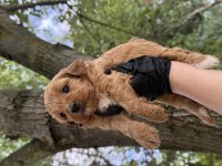 Maltipoo Dişi Erkek