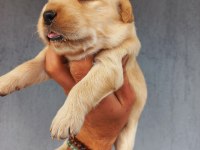 Baby face golden retriever yavrular