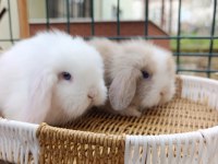 Hollanda teddy lop tavşan yavrular
