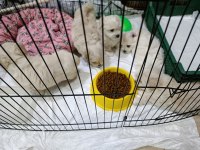 Orjinal ırk garantili maltese terrier bebekler
