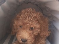 IRK VE SAĞLIK GARANTİ ORJİNAL MALTİPOO BEBEĞİMİZ