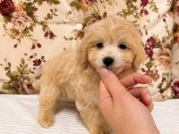 Sütlü Kahveli Maltipoo Mini Boy Kızımız