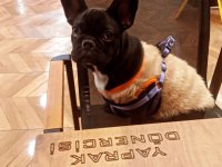 6 aylık dişi french bulldog