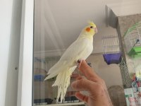 Lutino kırmızı göz sultan papağanı