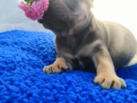 Egzotic French Bulldog Yavruları İzmir