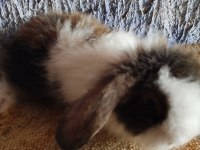 Teddy lop tavşan yavrular mavi göz