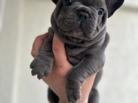 French bulldog ırkının en iyilerinden diyebilirim