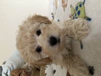 Anne altından poodle yavrular